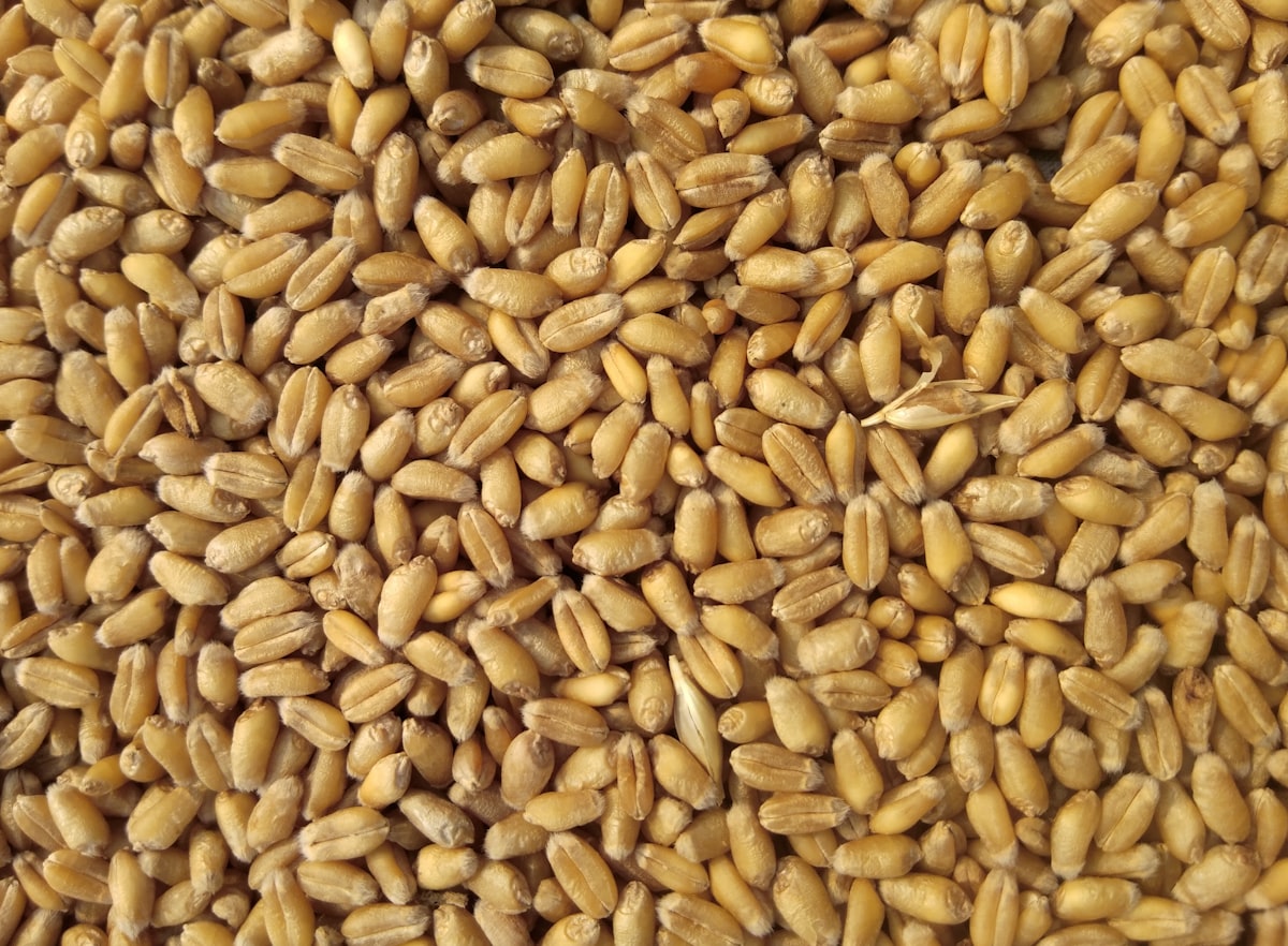 Grãos agrícolas